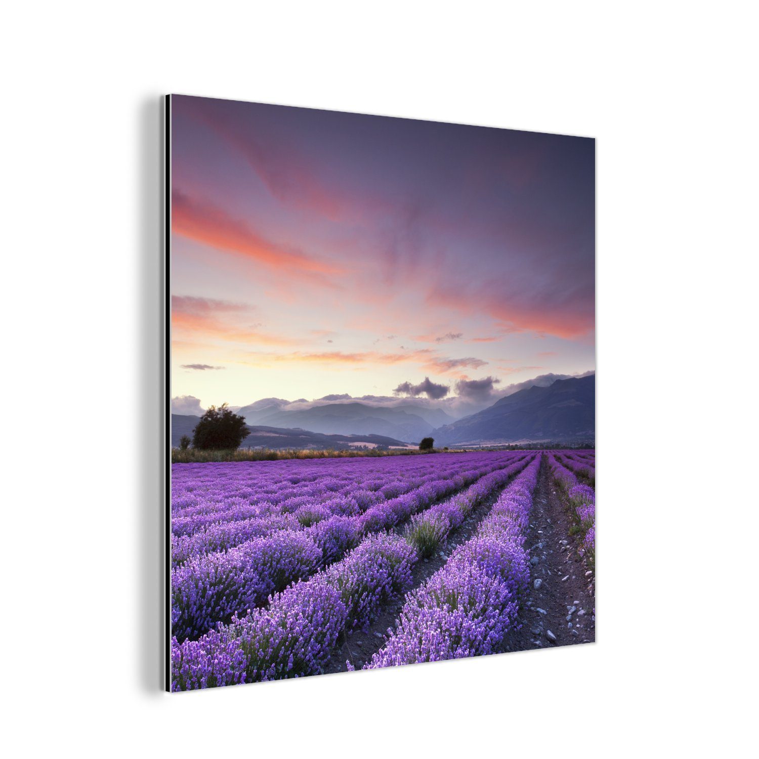 MuchoWow Metallbild Sonnenuntergang über Lavendel, (1 St), Alu-Dibond-Druck, Gemälde aus Metall, Aluminium deko