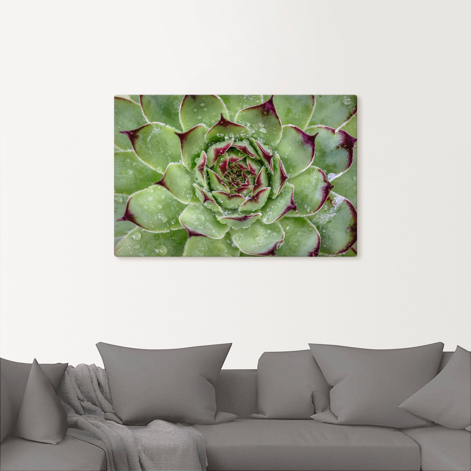 Artland Wandbild »Sukkulente mit Regentropfen«, Pflanzenbilder (1 Stück), in vielen Größen & Produktarten - Alubild / Outdoorbild für den Außenbereich, Leinwandbild, Poster, Wandaufkleber / Wandtattoo auch für Badezimmer geeignet-kaufen