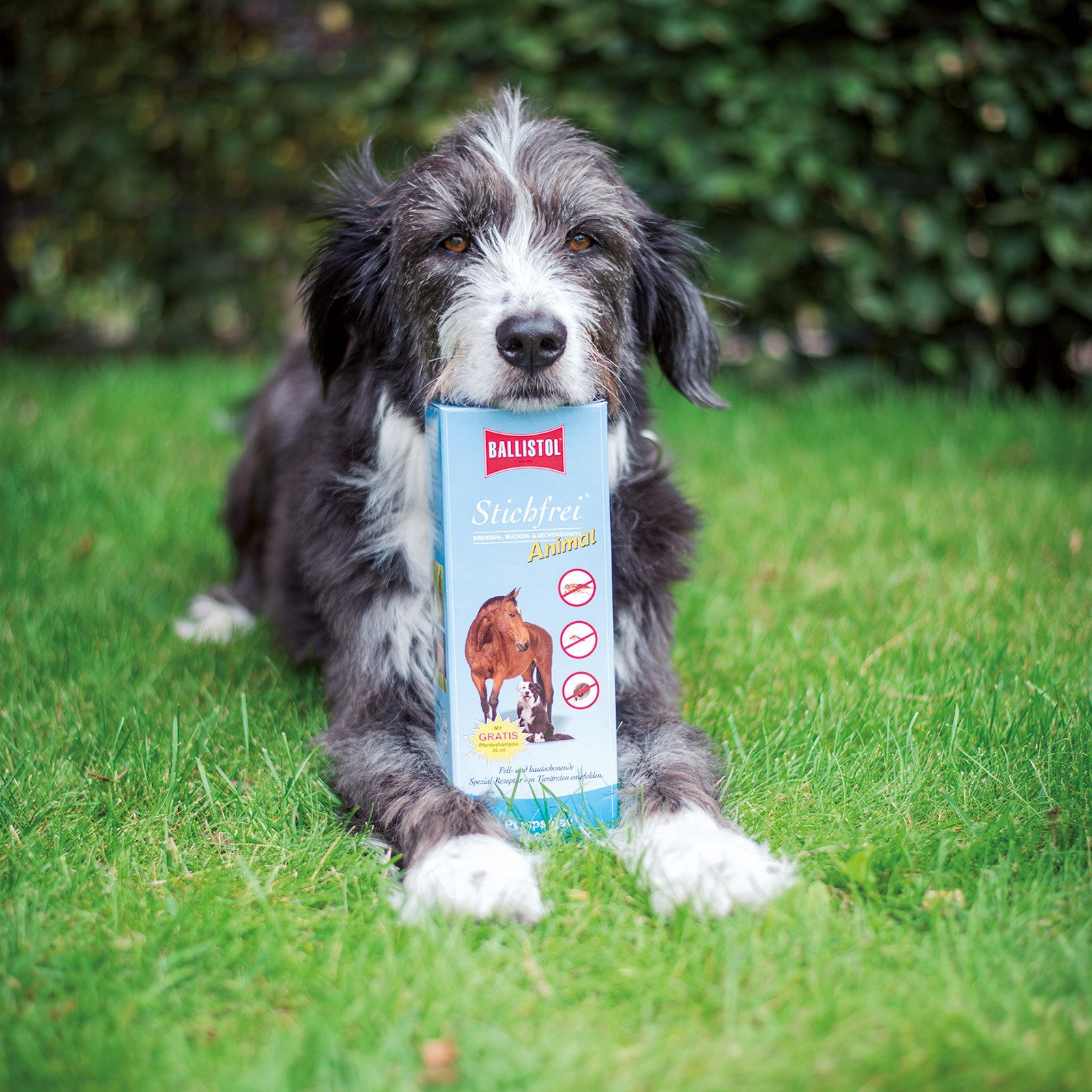 Ballistol Fellpflege BALLISTOL Stichfrei® Animal, 100 ml