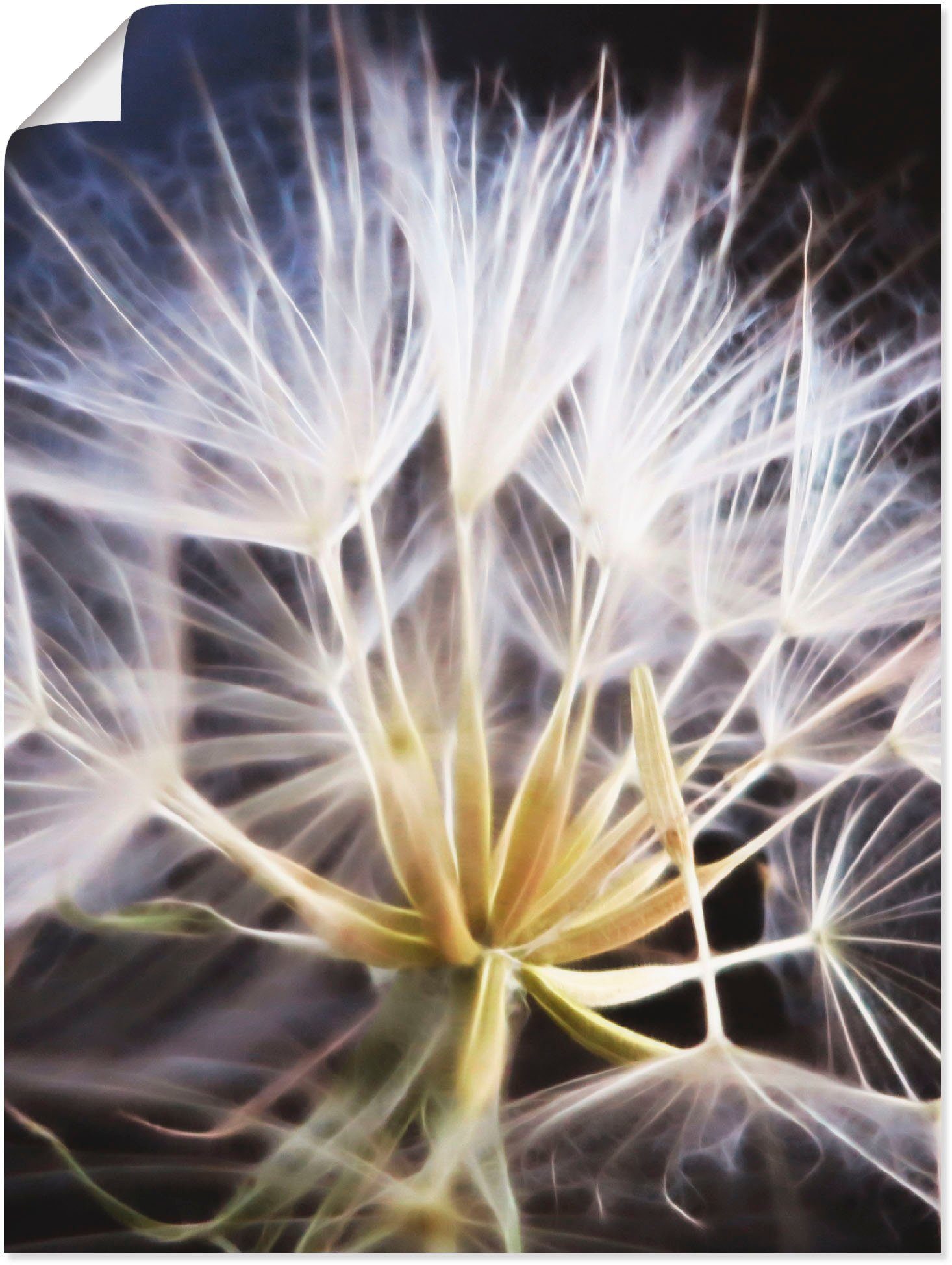 als versch. in Pusteblume, (1 Wandaufkleber Größen Alubild, Artland Leinwandbild, oder Wandbild St), Blumen Poster