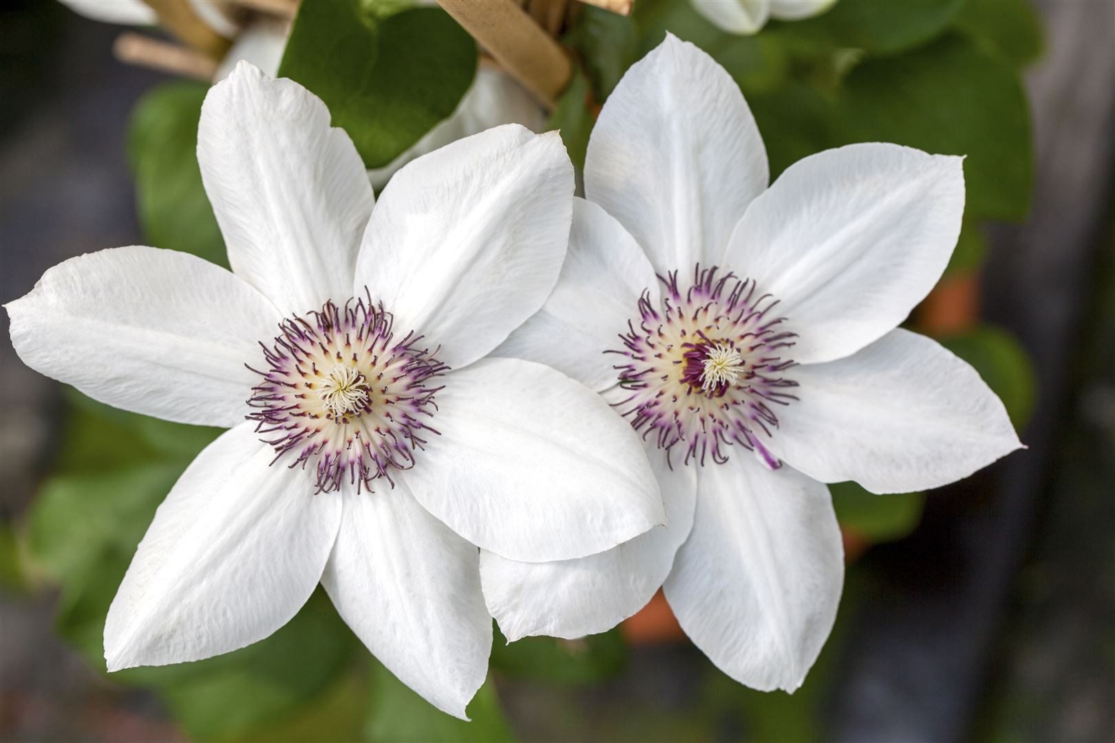Pflanzen für Dich Kletterpflanze Clematis Hybride Miss Bateman, 1 St., Waldrebe, weiße Blüten, kompakter Wuchs