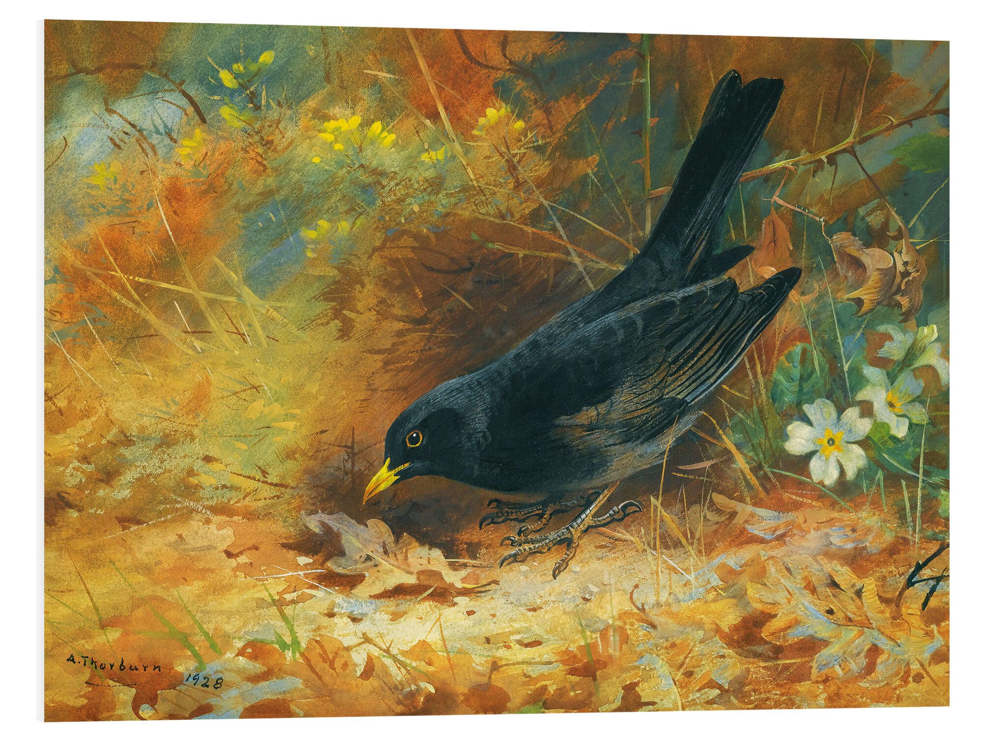Wandbild Amsel