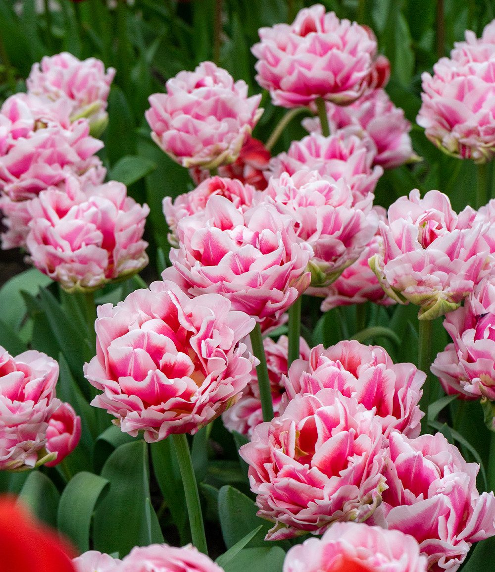 BALDUR Garten Blumenzwiebeln Pfingstrosen-Tulpe 'Let's Dance', Päonientulpe, winterhart, kräftige Stiele, schnittgeeignet