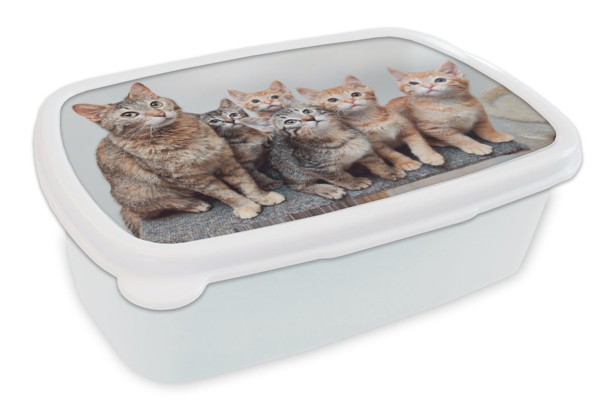 MuchoWow Lunchbox Katze - Kätzchen - Fell, Kunststoff, (2-tlg), Brotbox für Kinder und Erwachsene, Brotdose, für Jungs und Mädchen weiß