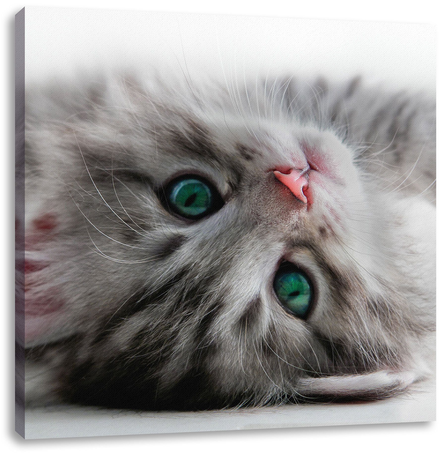 Pixxprint Leinwandbild Süßes Katzenbaby, Süßes Katzenbaby (1 St), Leinwandbild fertig bespannt, inkl. Zackenaufhänger