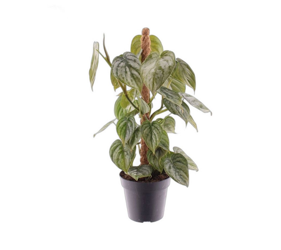 meinvipshop Zimmerpflanze Philodendron brandtianum 40cm Zimmerpflanze