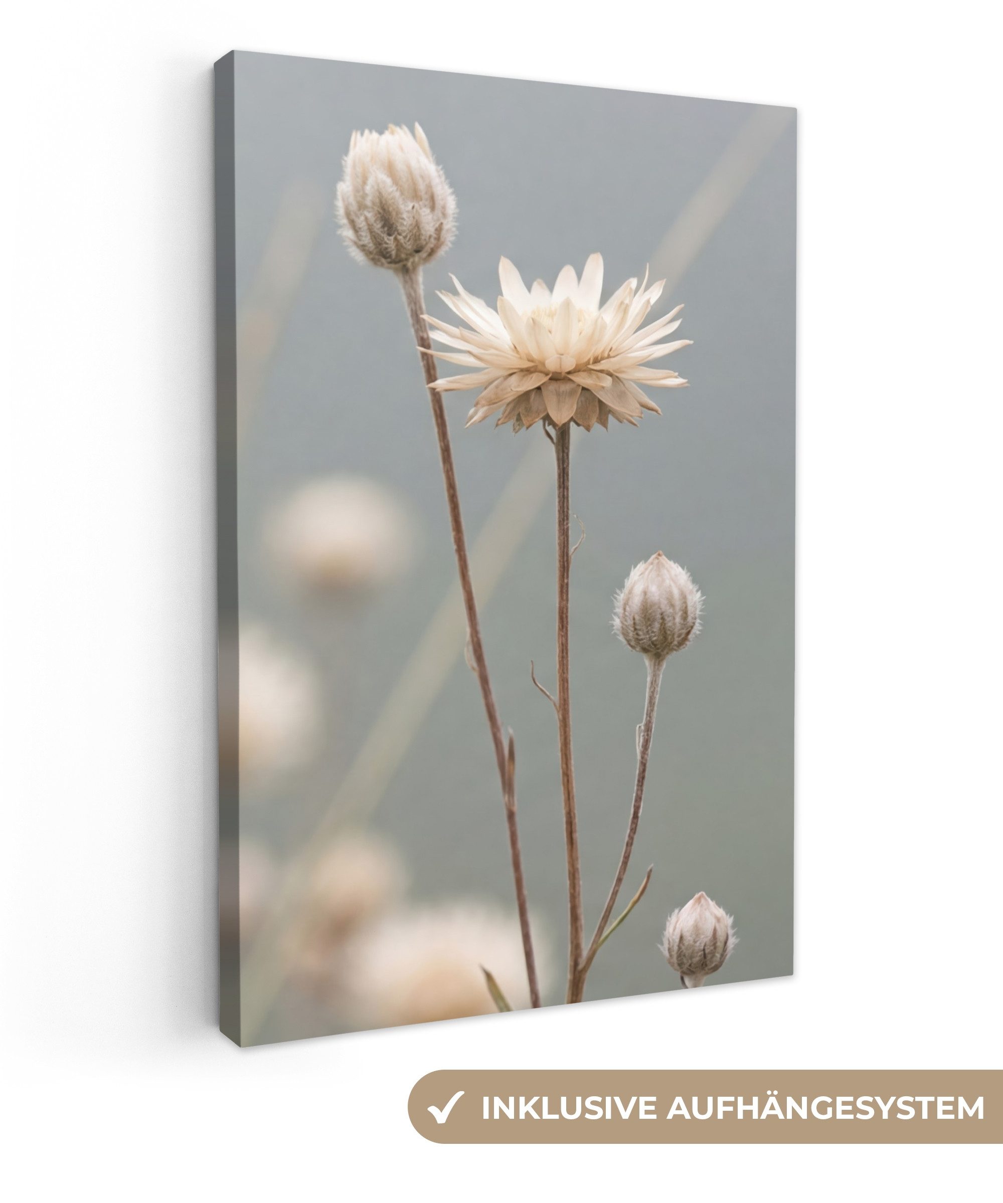 OneMillionCanvasses® Leinwandbild Strohblumen - Weiß - Tageslicht, Fotodruck (1 St), Leinwand Canvas Wandbild, Wanddekoration 20x30 cm