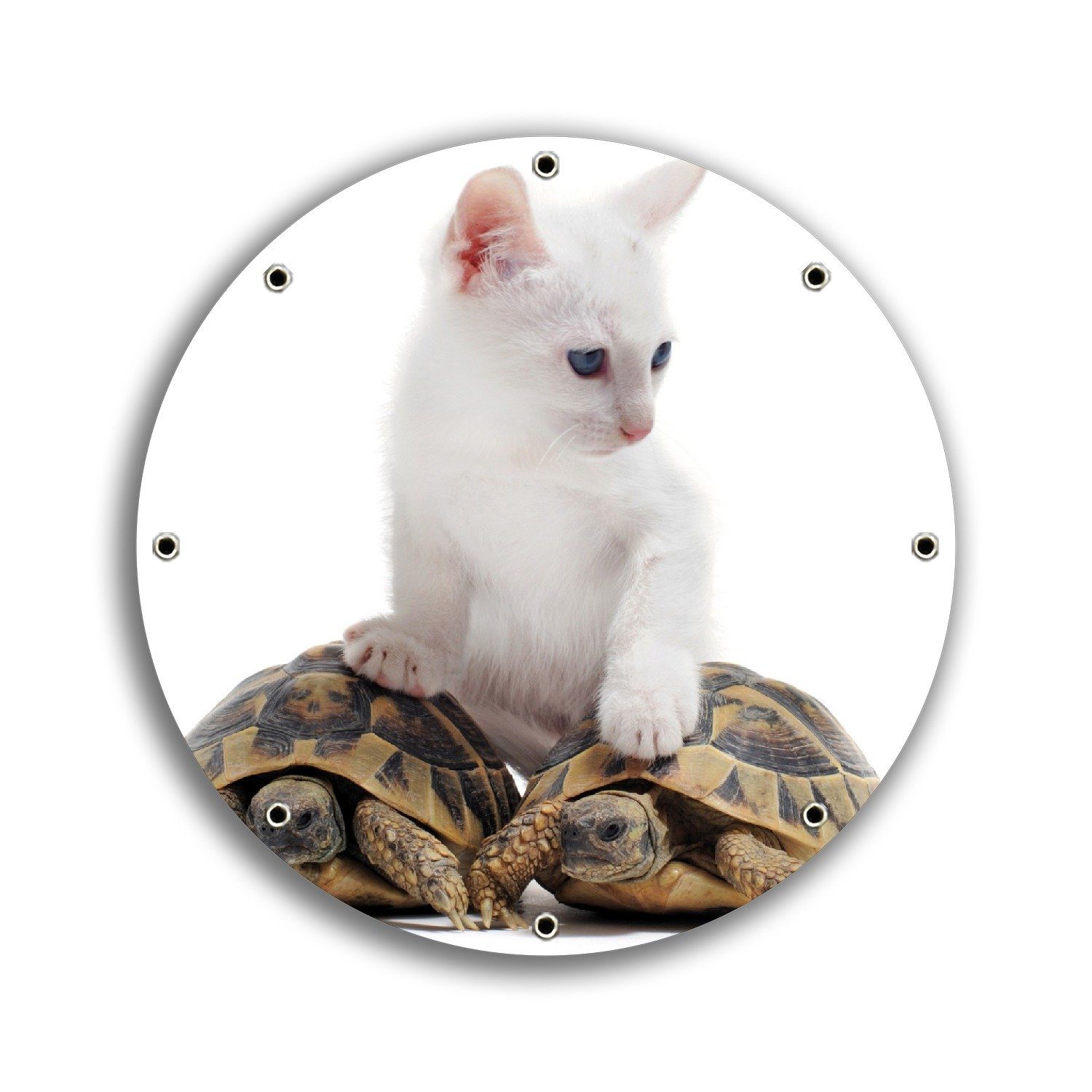 Wallario Sichtschutzzaunmatten Katze auf Schildkröten, rund