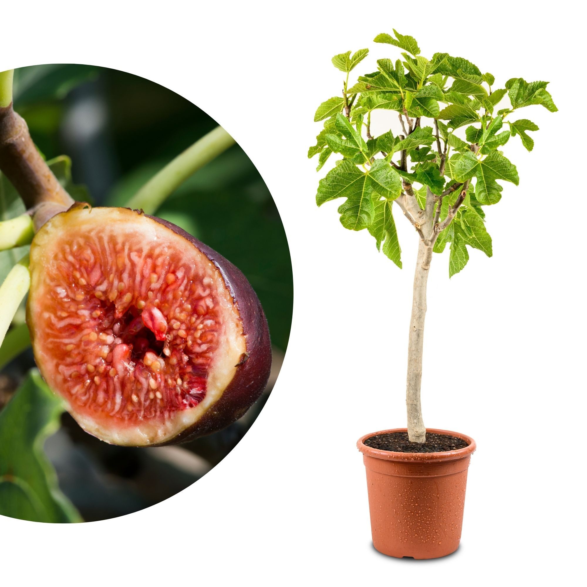 Meine Orangerie Feigenbaum Stämmchen - Ficus Carica "Bornholm" - Bornholmfeige, pflegeleicht und selbstbefruchtend, winterharte Feige in Gärtnerqualität