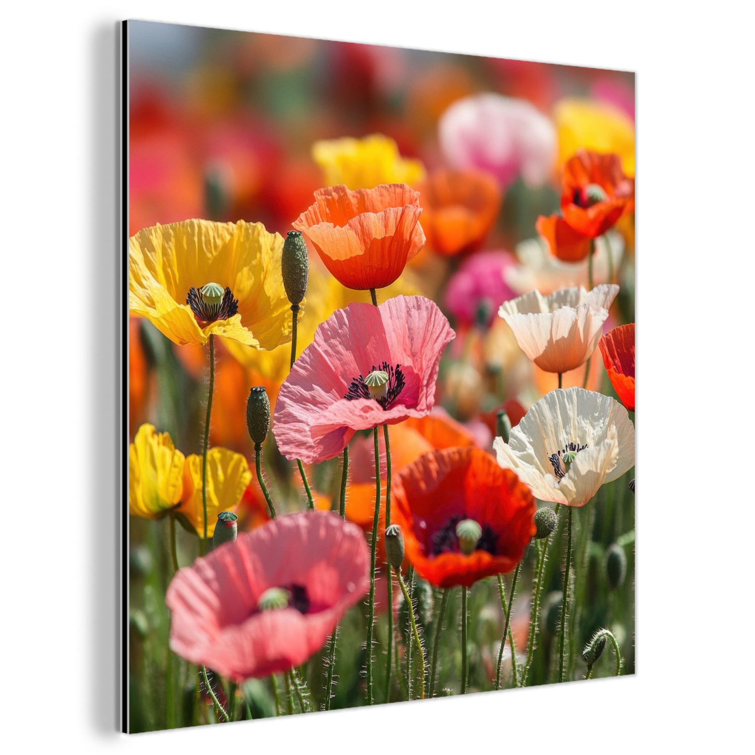 MuchoWow Metallbild Blumenfeld - Mohnblumen - günstig online kaufen