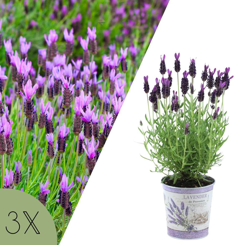 NatureNest Kübelpflanzen Französischer Lavendel Set 3 im Ziertopf Anouk duftend & blühend
