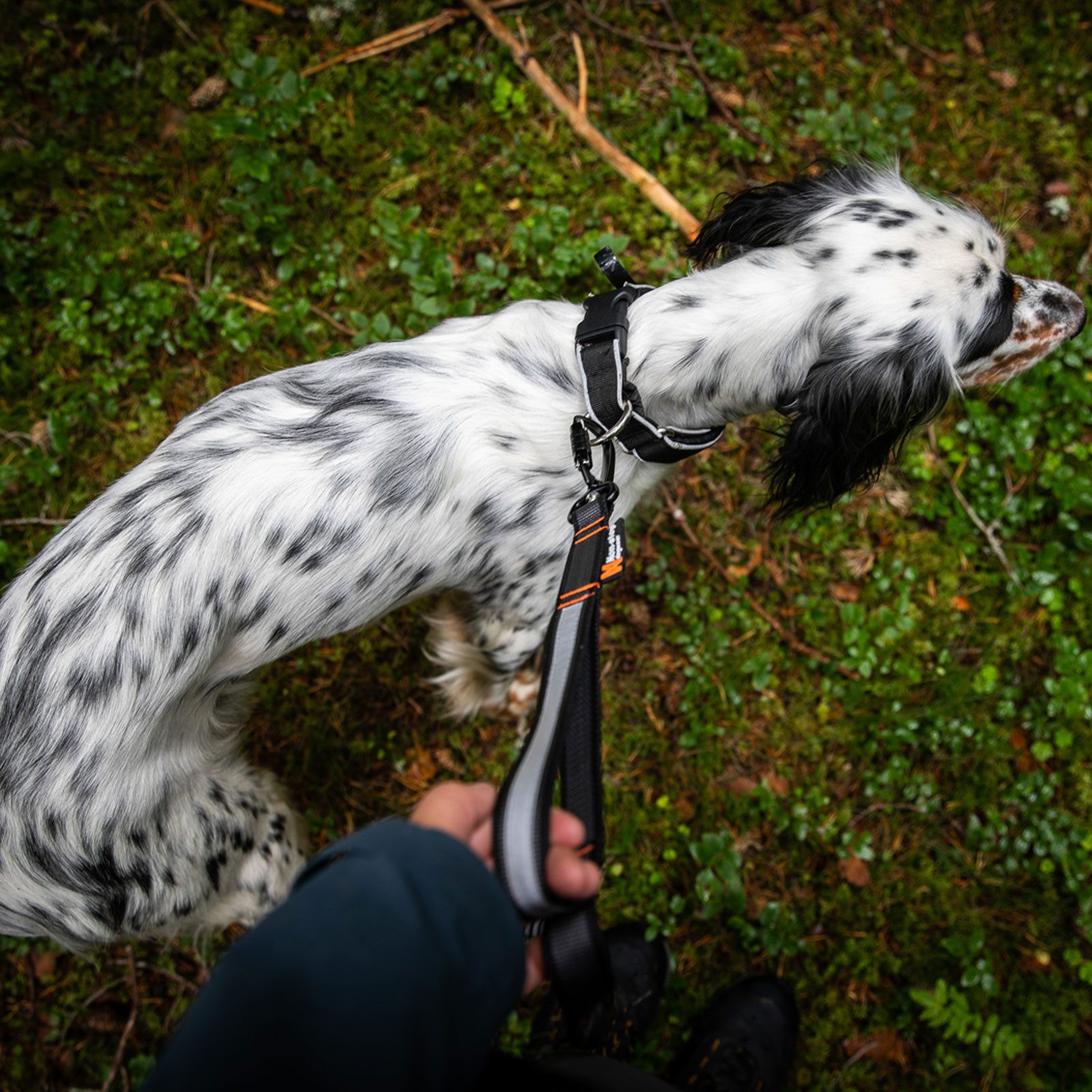 Non-stop dogwear Hundeleine BUNGEE TOURING ADJUSTABLE, Alleskönner für Spaziergänge und alltägliche Aktivitäten – Bild 5 von 5