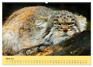 CALVENDO Wandkalender Just Small Cats (Premium-Calendar 2023 DIN A2 Landscape)