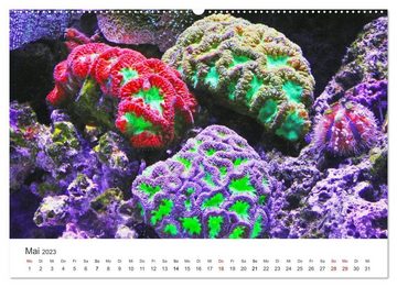 CALVENDO Wandkalender Unterwasserwelt - ein farbenforhes Schauspiel. (Premium, hochwertiger DIN A2 Wandkalender 2023, Kunstdruck in Hochglanz)