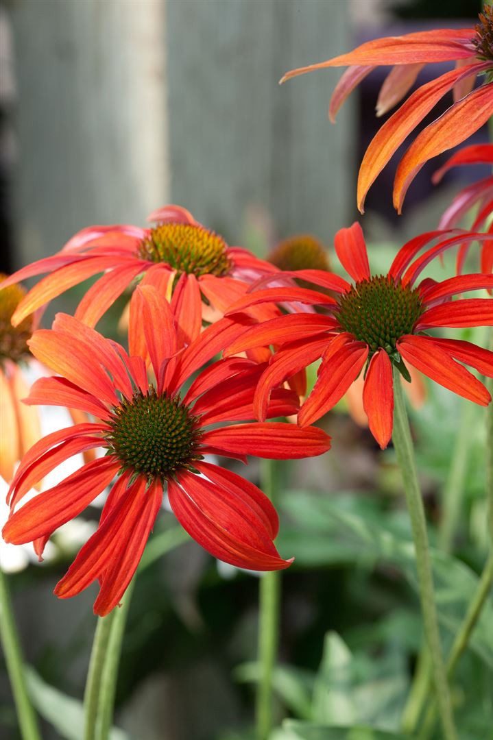 Pflanzen für Dich Staude Echinacea purp. Tomato Soup, 1 St., Roter Sonnenhut