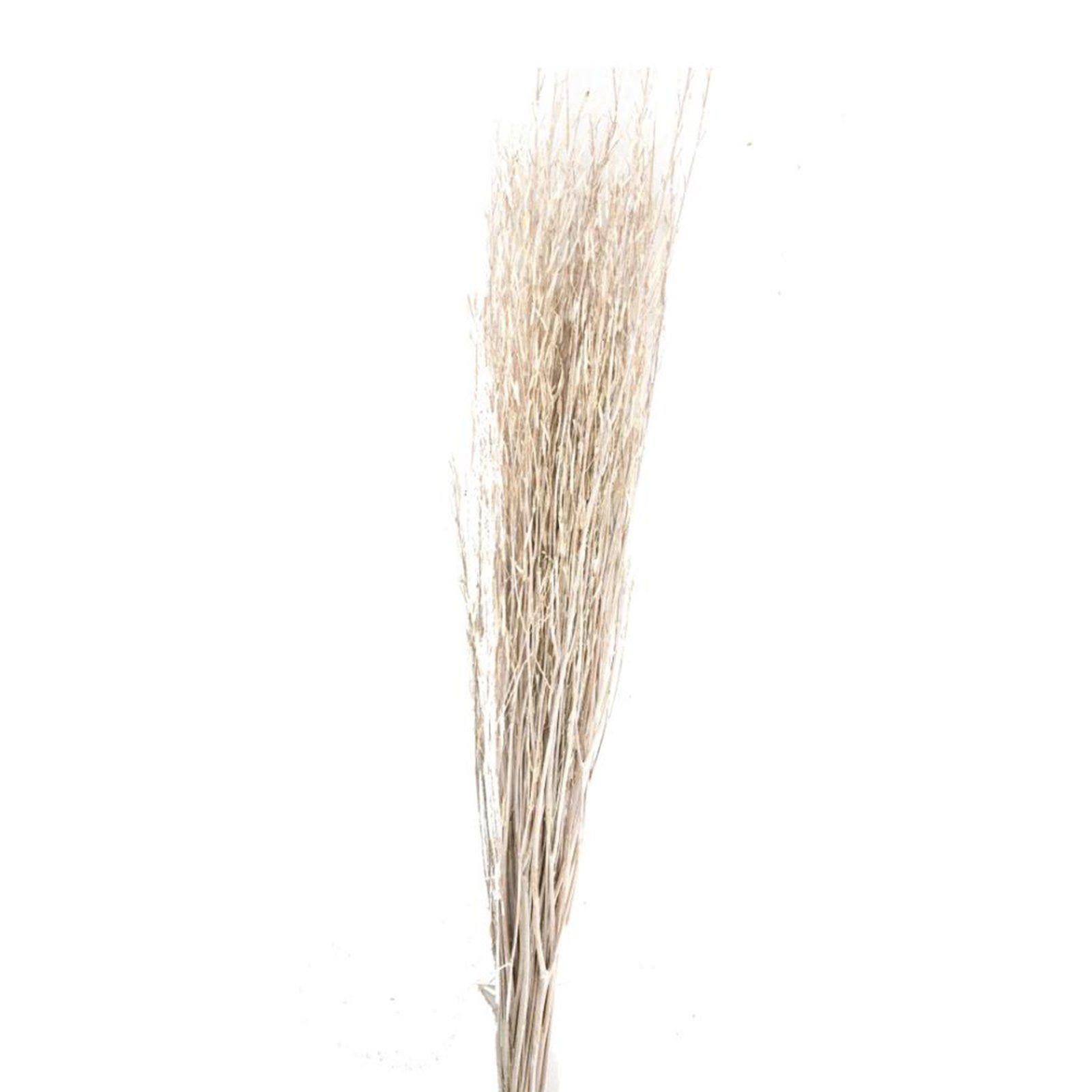 Trockenblume Weizengras gebleicht - Wheat grass - Triticum - 60-65 cm - 100 g, DIJK