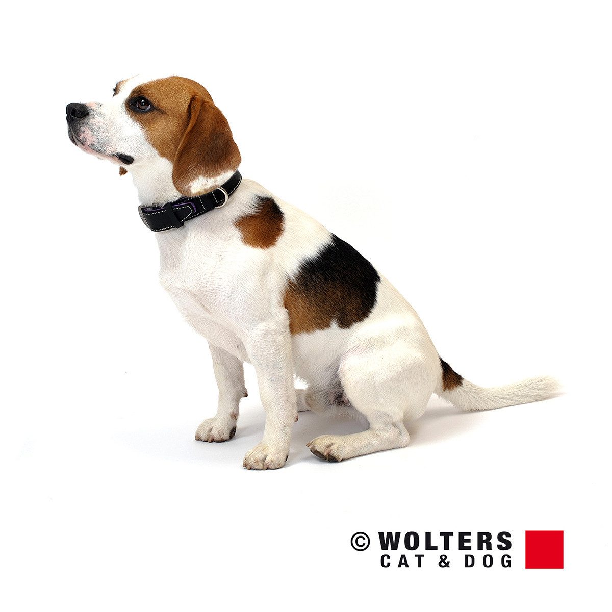 Wolters Hunde-Halsband Halsband Terranova Fettleder schwarz/flieder