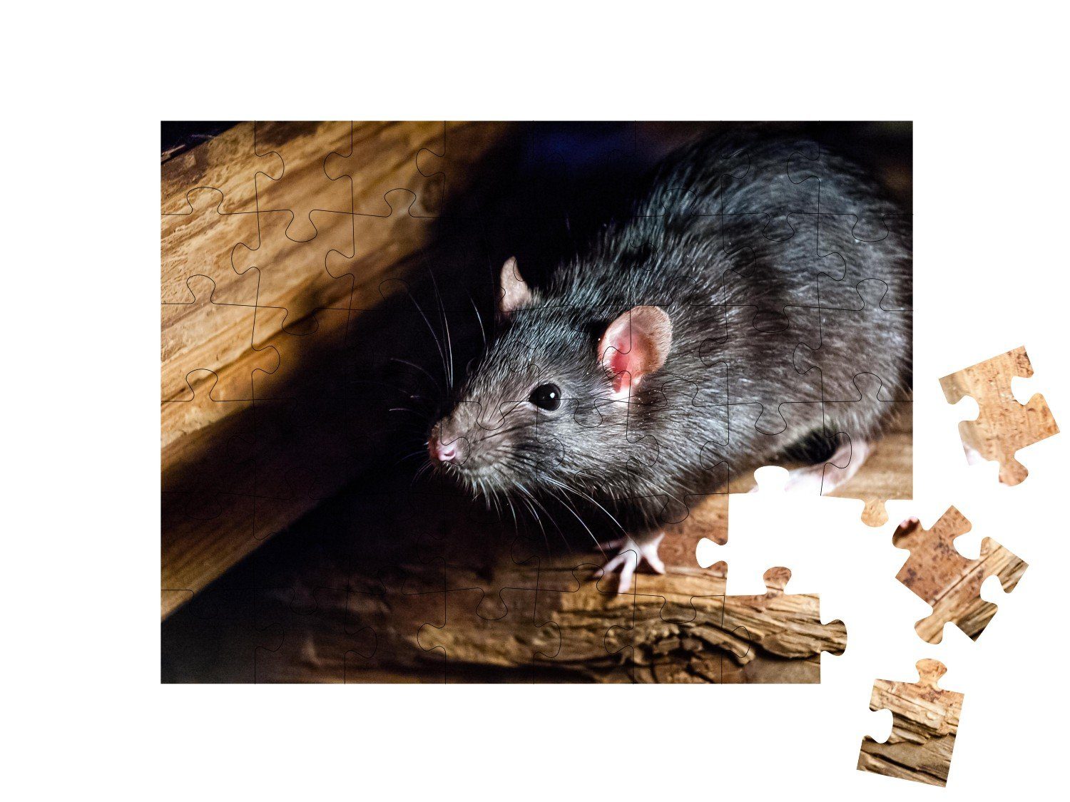 puzzleYOU Puzzle Die schwarze Kleintiere auch 48 Ratte, Mäuse, Insekten als Puzzleteile, & Hausratte, bekannt puzzleYOU-Kollektionen