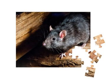 puzzleYOU Puzzle Die schwarze Ratte, auch bekannt als Hausratte, 48 Puzzleteile, puzzleYOU-Kollektionen Mäuse, Insekten & Kleintiere