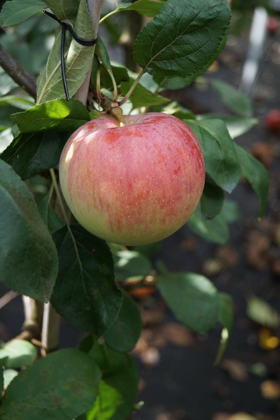 Garten von Ehren Apfelbaum Malus Jamba 69 Containerware 120-160 cm hoch