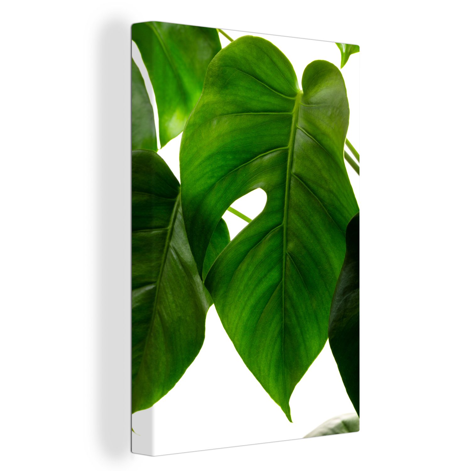 OneMillionCanvasses® Leinwandbild Ein grünes und botanisches Blatt auf weißem Hintergrund, (1 St), Leinwandbild fertig bespannt inkl. Zackenaufhänger, Gemälde, 20x30 cm