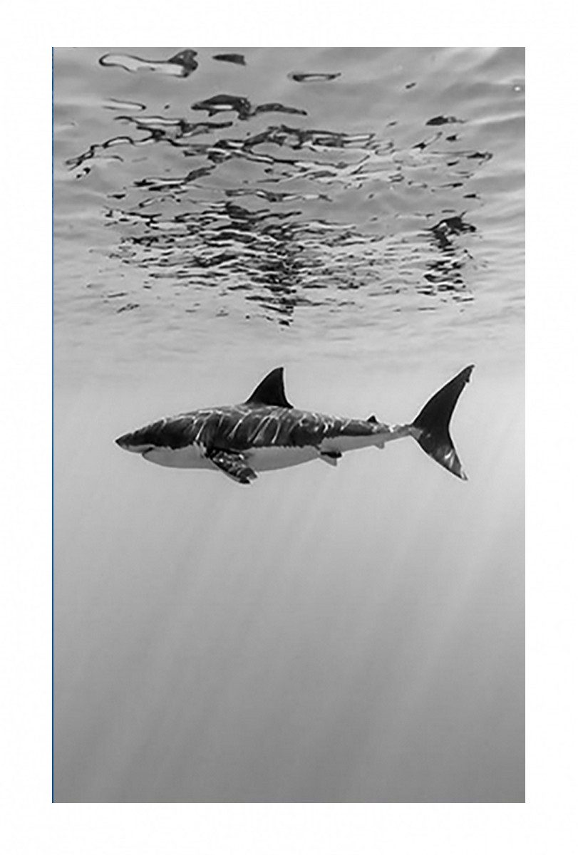 TPFLiving Kunstdruck (OHNE RAHMEN) Poster - Leinwand - Wandbild, Der weiße Hai - Verschiedene Impressionen (Leinwand Wohnzimmer, Leinwand Bilder, Kunstdruck), Leinwand bunt - Größe 20x30cm