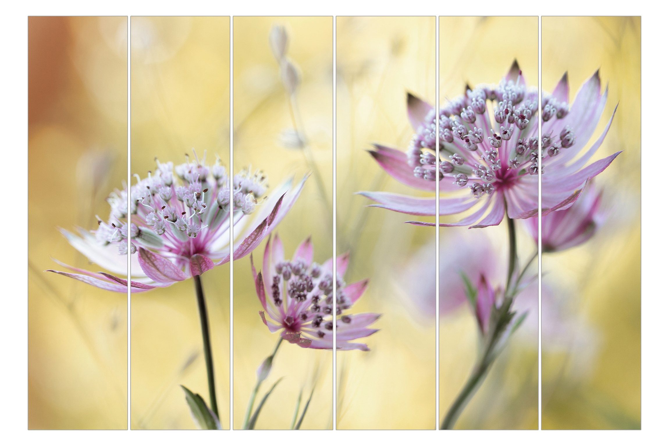 Bilderdepot24 Schiebegardine modern Flächenvorhang blickdicht Astrantia Major (6 St), halbtransparent, Wohnzimmer große Flächengardine lichtdurchlässig für Klemm-System