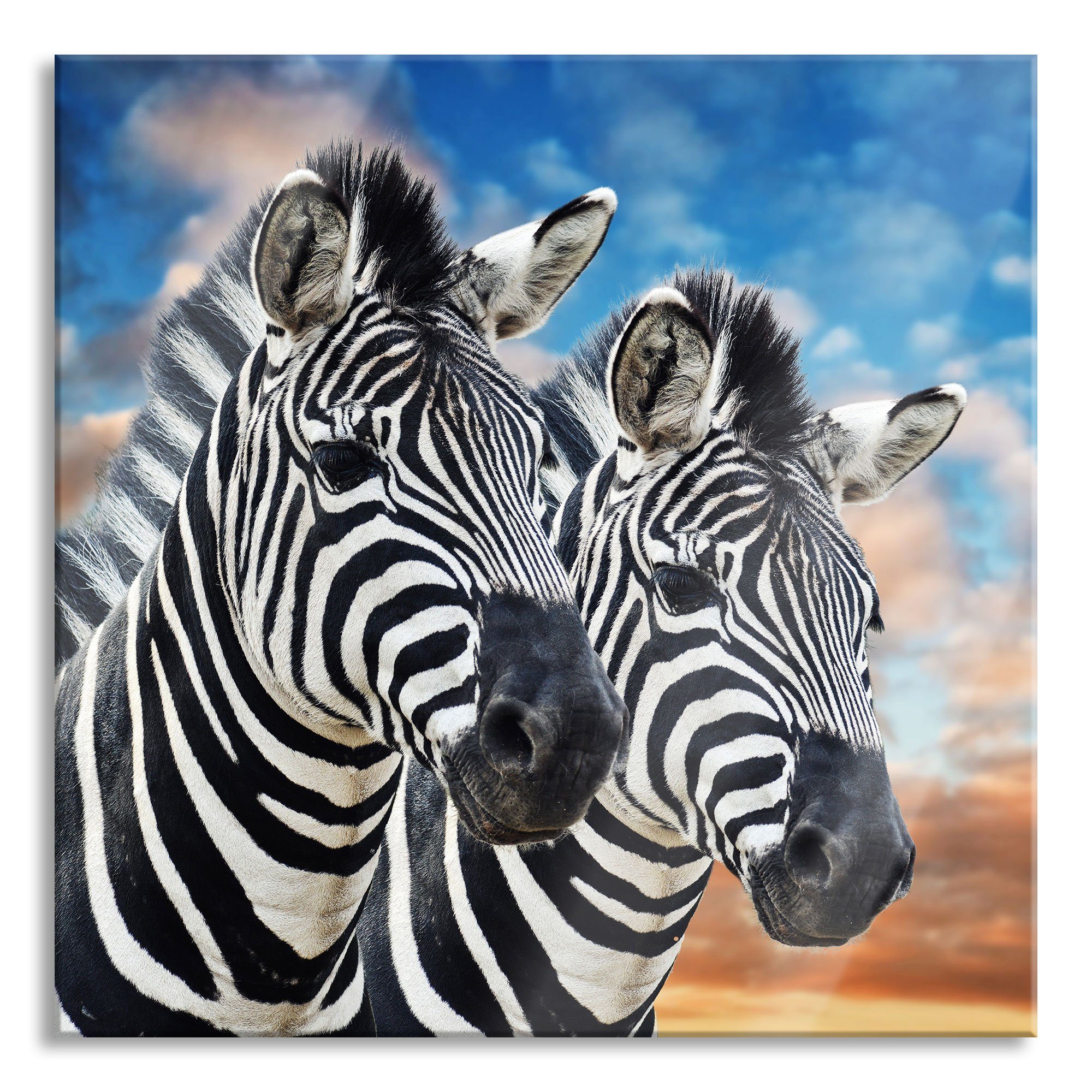 (1 Pixxprint Pärchen Aufhängungen Glasbild Echtglas, Zebra Zebra Pärchen, und inkl. Glasbild Abstandshalter St), aus