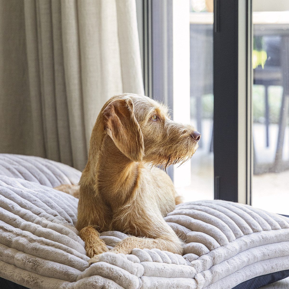 Designed By Lotte Tierkissen Hundekissen Reza günstig online kaufen