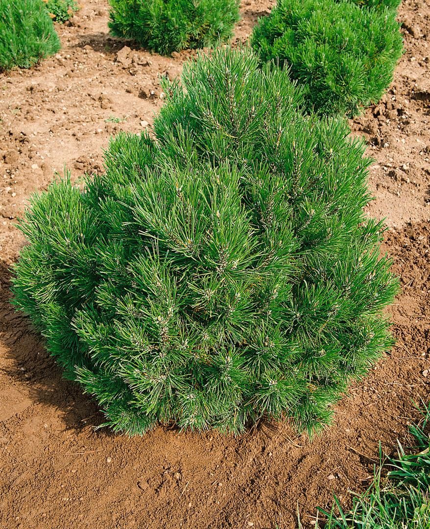 Pflanzen für Dich Konifere Pinus mugo Allgäu, 1 St., Bergkiefer, Latschenkiefer, Krummholz-Kiefer, kompakt, immergrün