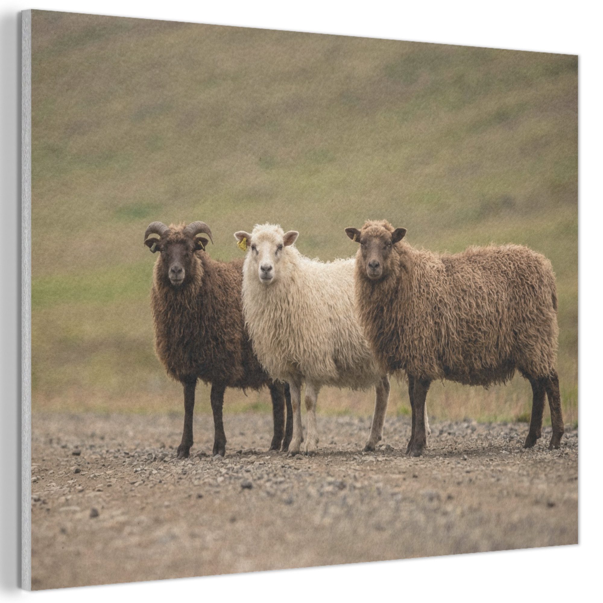 MuchoWow Gemälde Schafe - Braun - Weiß - Schotterweg, Fotodruck (1 St), Akustikpaneele PET-Filz, Akustikbild, Schalldämmung, Deko 40x30 cm