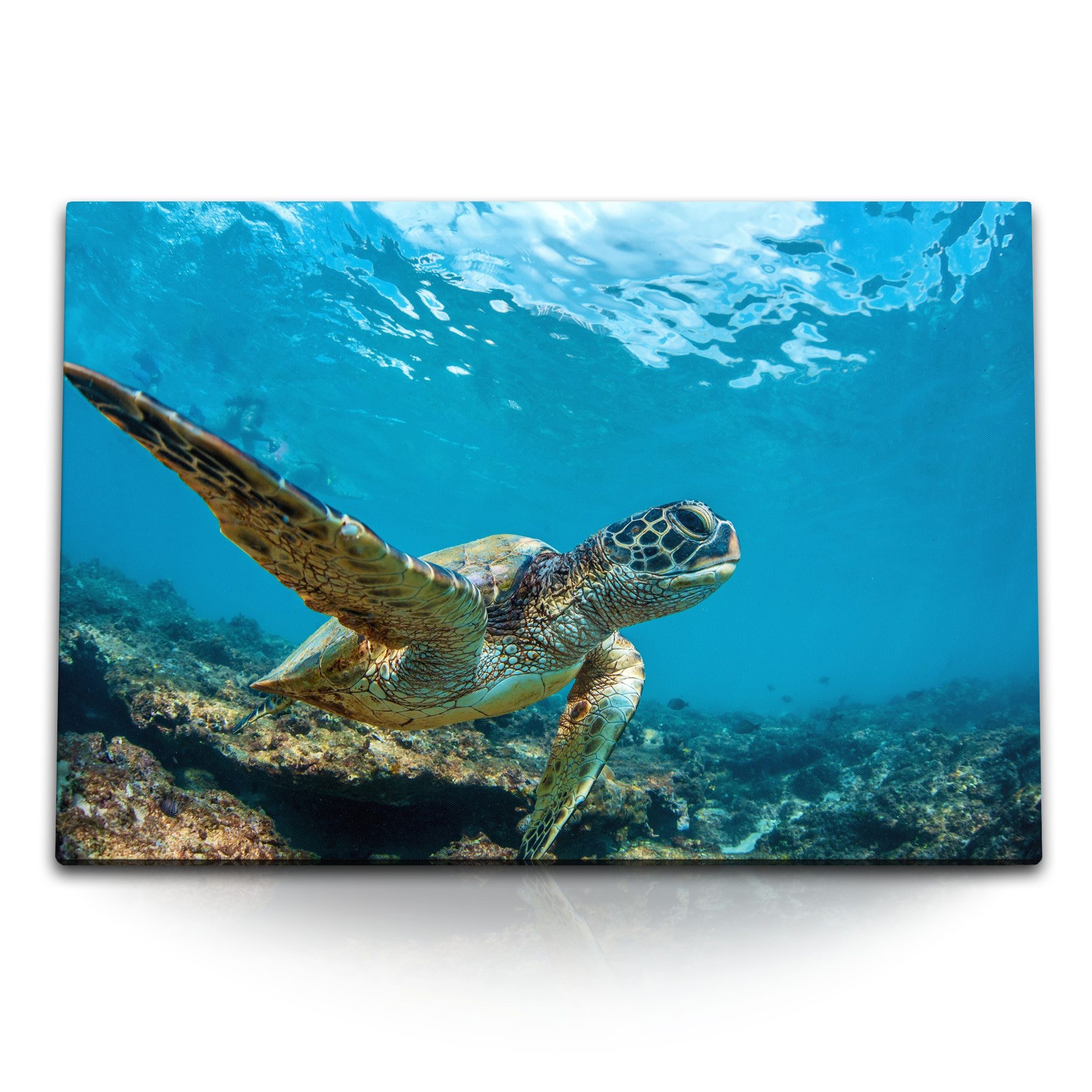 Sinus Art Leinwandbild 120x80cm Wandbild auf Leinwand Seeschildkröte unter Wasser Korallen Bl, (1 St)