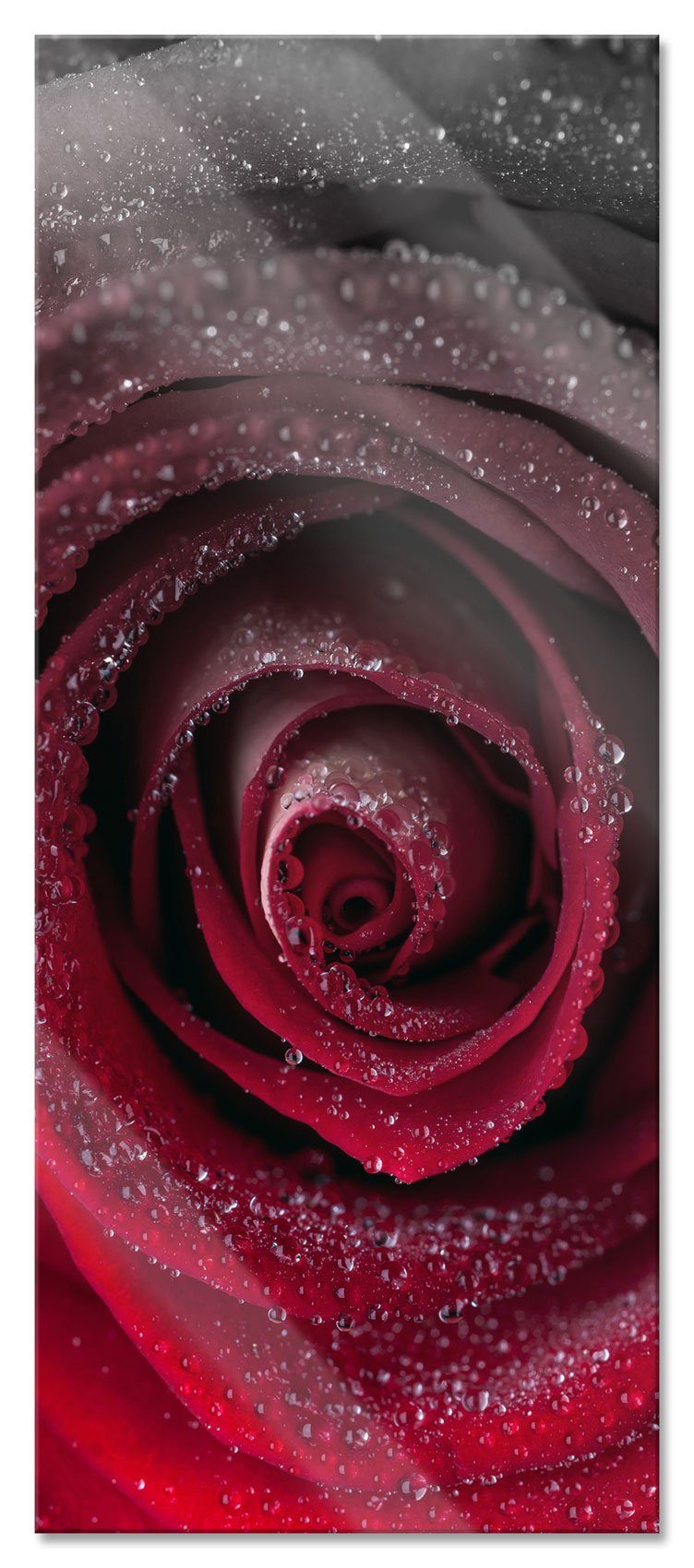 Glasbild Rote zarte Rosenblüte