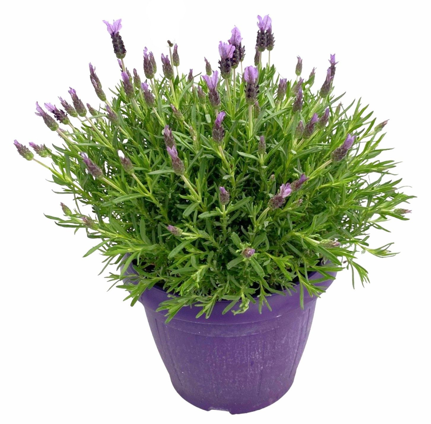 meinvipshop Topfpflanze Lavendula Schopflavendel 40 cm XXL