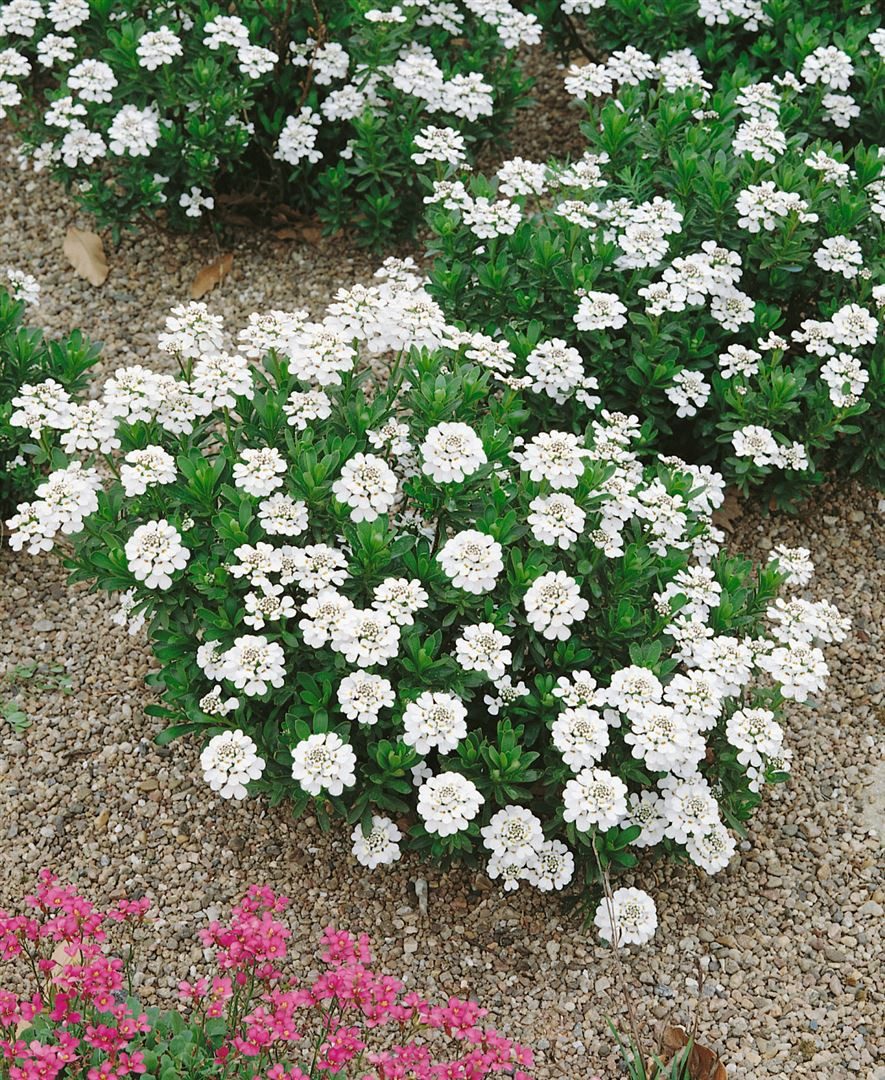 Pflanzen für Dich Staude Iberis semp. Appen-Etz, 1 St., Schleifenblume, Immergrüne Schleifenblume