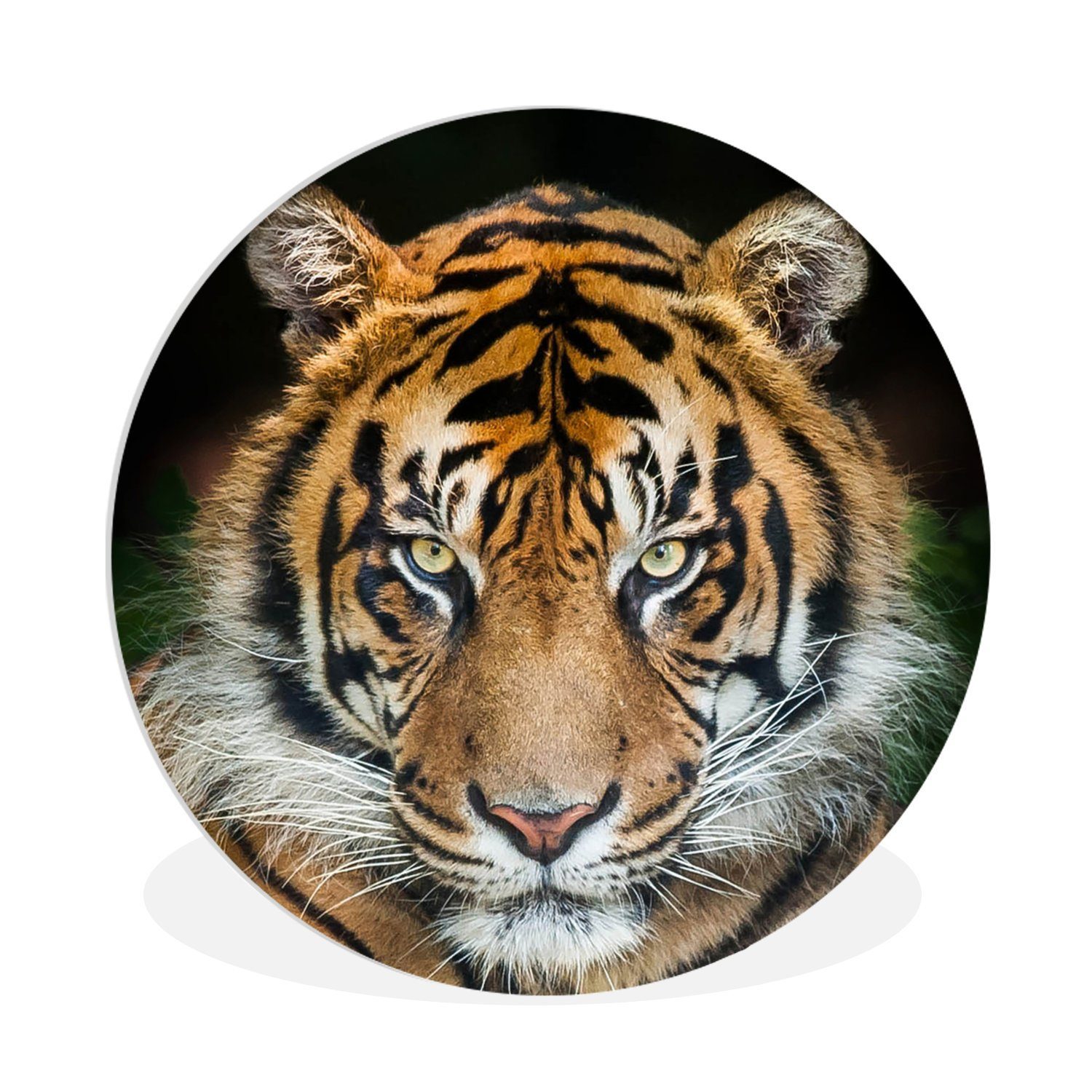 MuchoWow Gemälde Sumatra-Tiger vor einem schwarzen Hintergrund, (1 St), Kreis Wanddekoration Forex, Rundes Wandbild, Wohnzimmer, 30x30 cm | Gemälde