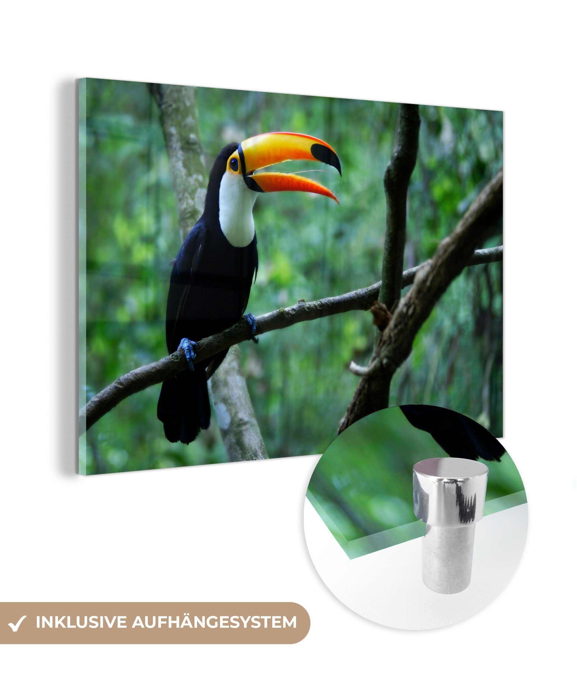 MuchoWow Acrylglasbild Tukan auf einem Ast zwischen den Bäumen, (1 St), Acrylglasbilder Wohnzimmer & Schlafzimmer