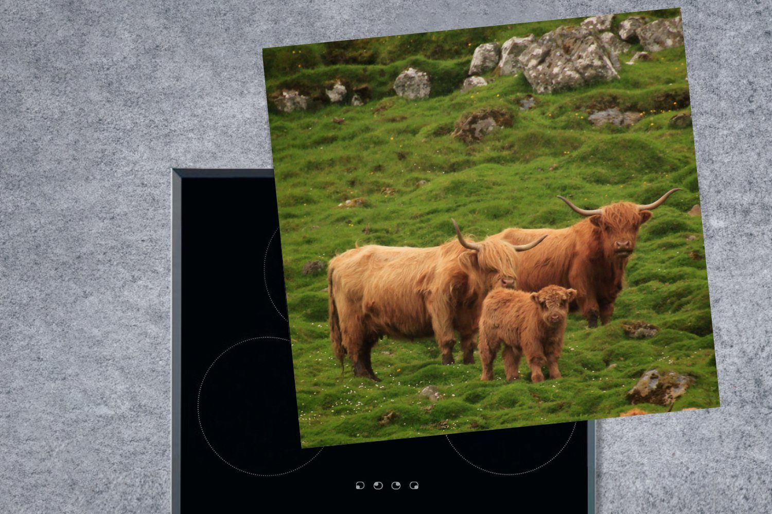 MuchoWow Herdblende-/Abdeckplatte Schottische Highlander-Familie, Vinyl, tlg), küche (1 78x78 Arbeitsplatte Ceranfeldabdeckung, für cm