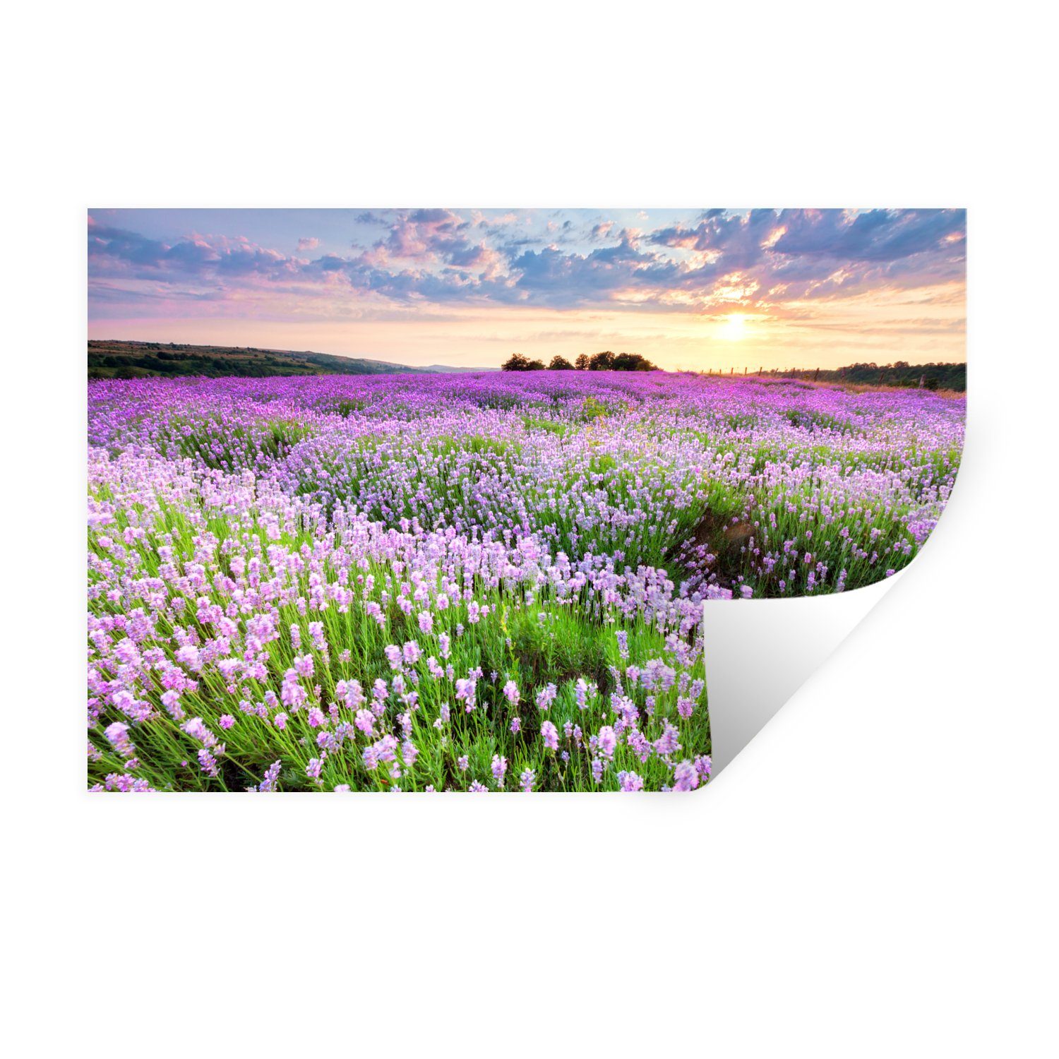 MuchoWow Wandsticker Lavendel - Blumen - Sonnenuntergang - Lila - Wiese (1 St), Wandaufkleber, Wandtattoo, Selbstklebend, Wohnzimmer, Schlafzimmer