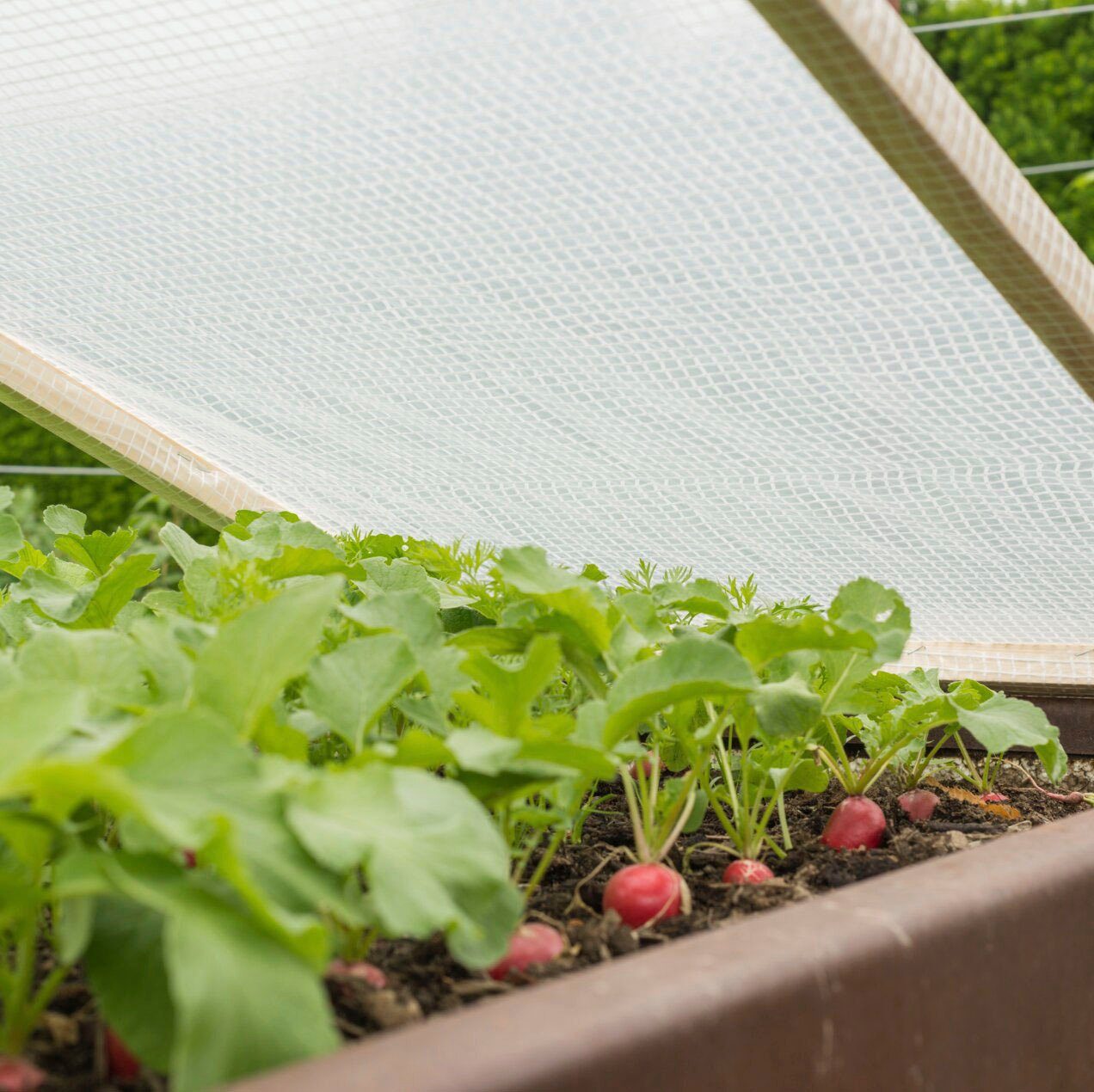Windhager Gitterfolie für Terrasse und Garten, verwendbar als Abdeckung oder Schutzfolie (1-St), erhältlich in 3 x 2 m oder 6 x 2m, 100 g/m²