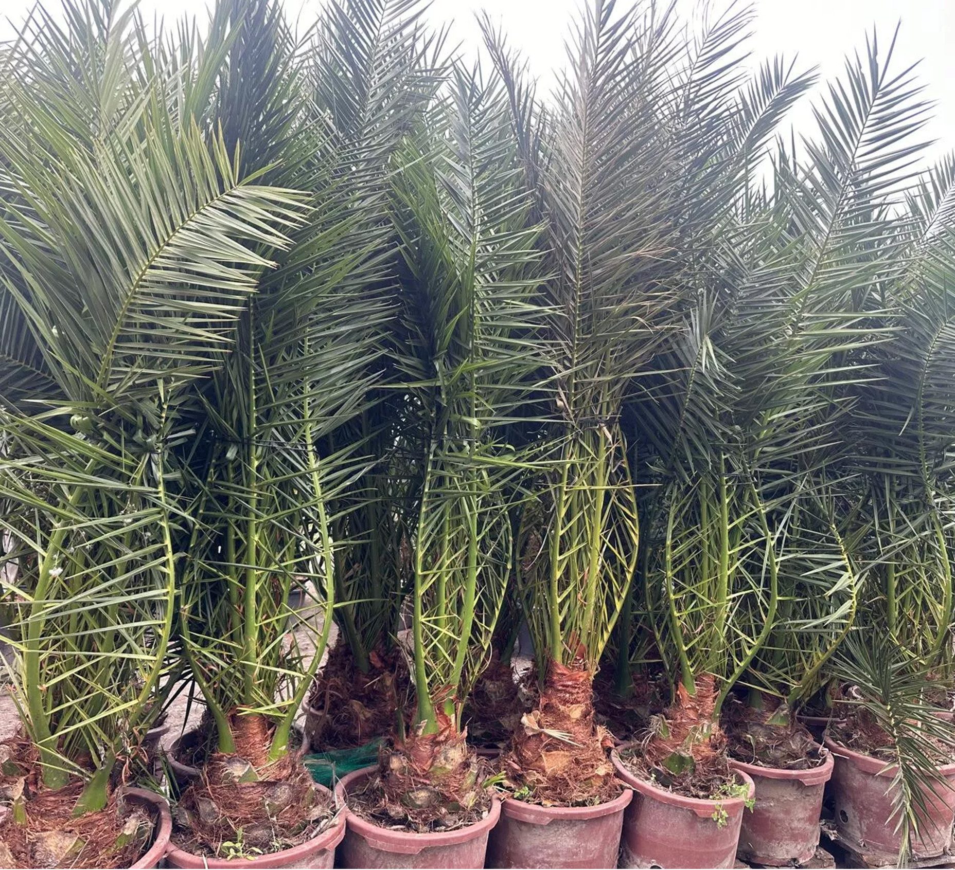 Palms-Store Baum Palme Phoenix Canariensis HÖHE ca. 180 cm Winterhart bis -12 °C, Winterhart bis -12 °C Spitzen Qualität