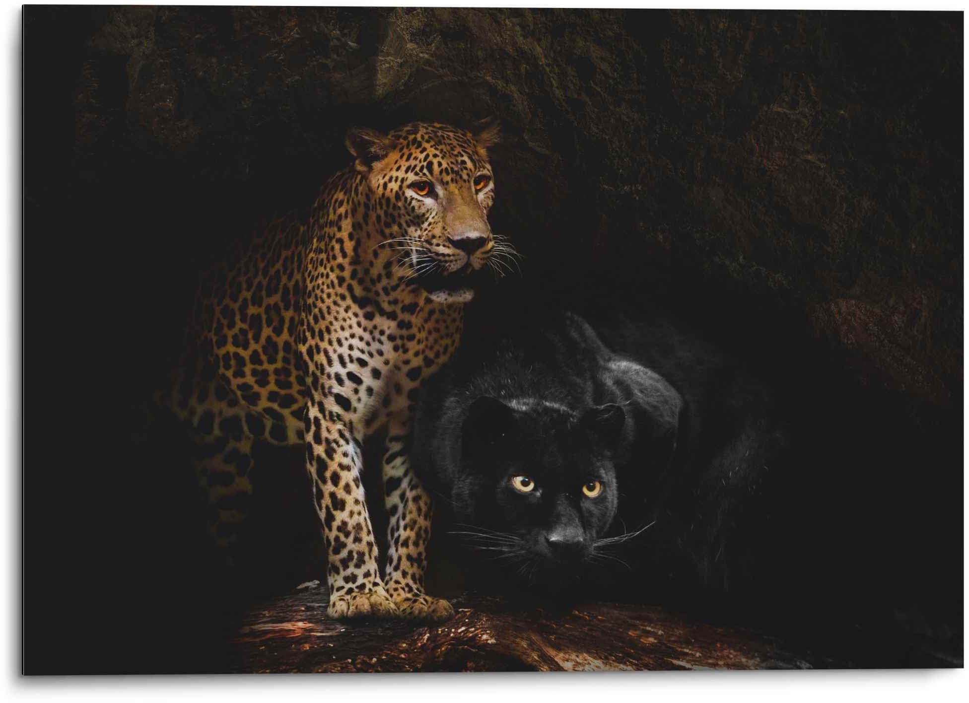 - Aluminium Panther Reinders! St) - Cougar Raubtiere Wandbild Katzen - Wildtiere (1 Wandbild Höhle,