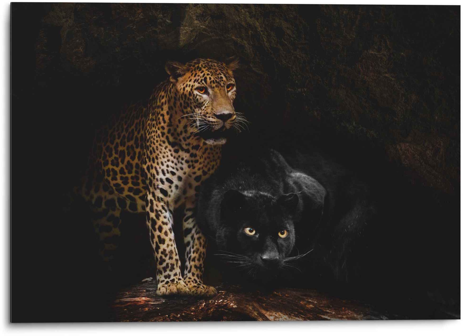 Reinders! Wandbild Aluminium Wandbild Raubtiere Panther - Cougar - Katzen - Höhle, Wildtiere (1 St)