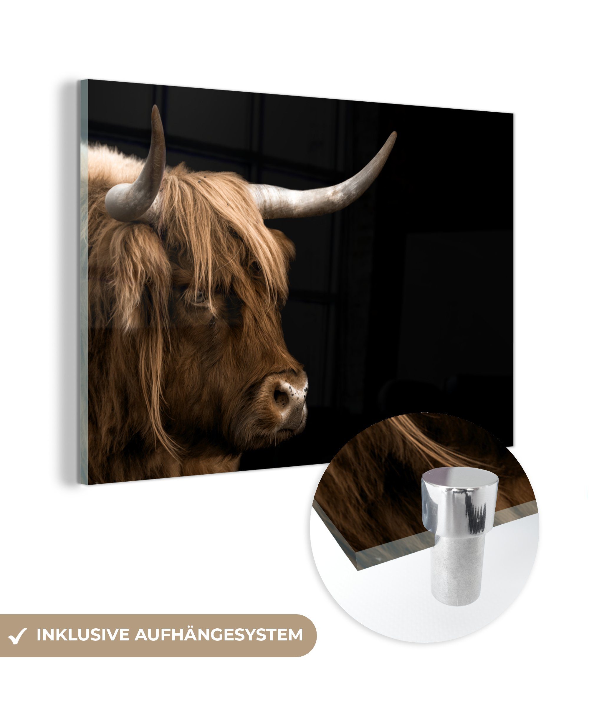[Zu einem schockierenden Preis erhältlich!] MuchoWow Acrylglasbild Schottischer Highlander - - Kuh, auf - Glas - Wandbild Tiere Bilder St), Glasbilder auf (1 Glas - Foto Wanddekoration