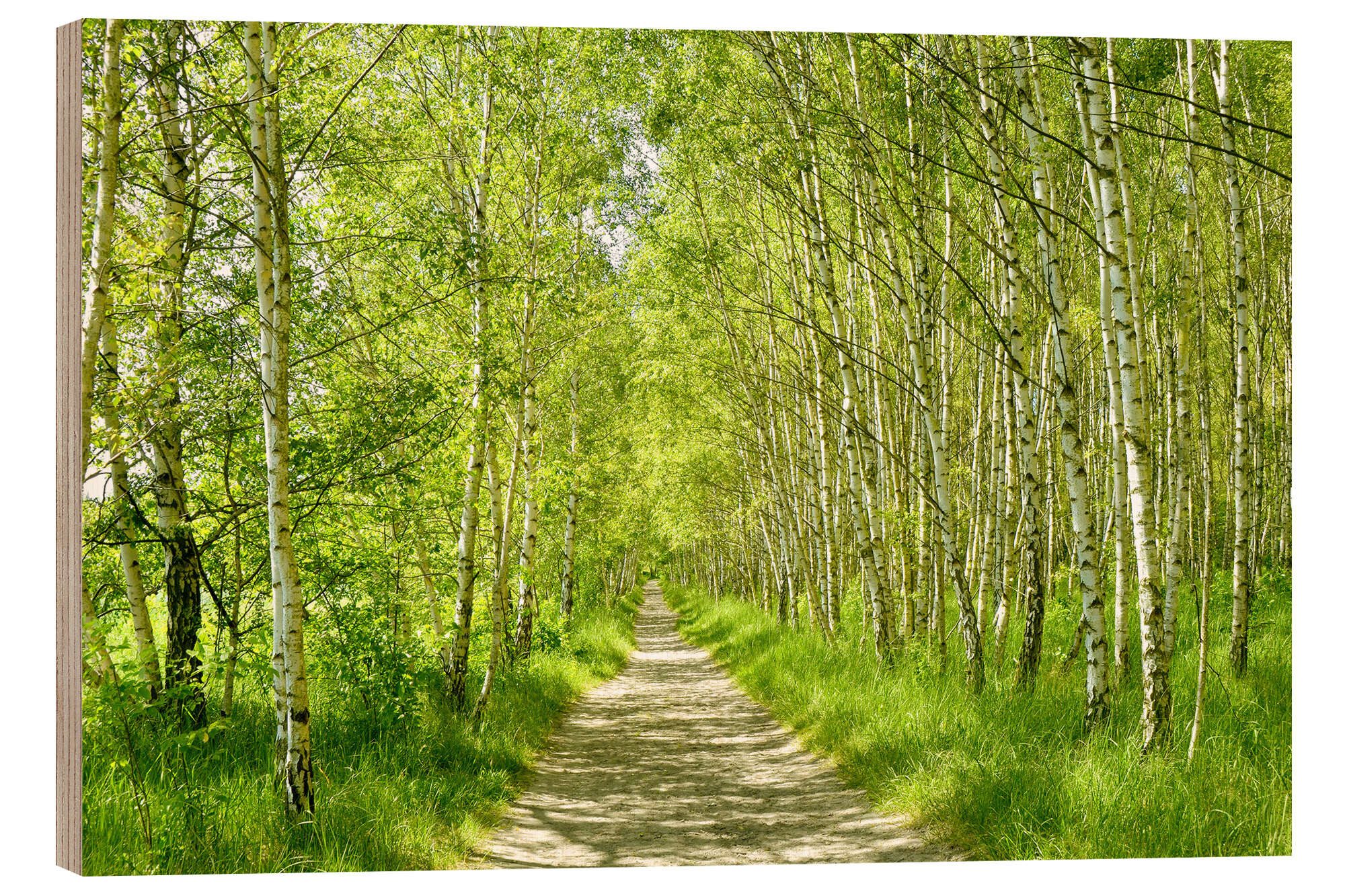 Posterlounge Holzbild Atteloi, Waldweg im Birkenwald III, Fotografie