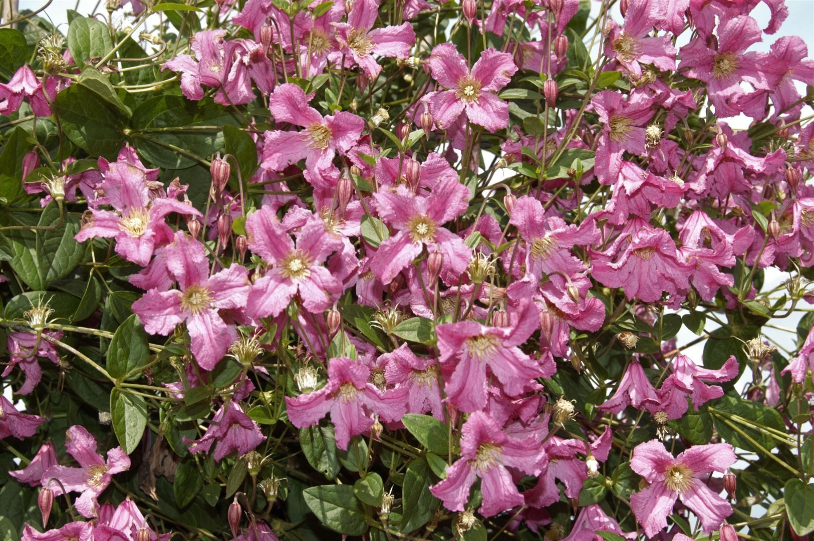 Pflanzen für Dich Kletterpflanze Clematis montana Broughton Star, 1 St., Berg-Waldrebe, Clematis, rosarot, schnellwachsend