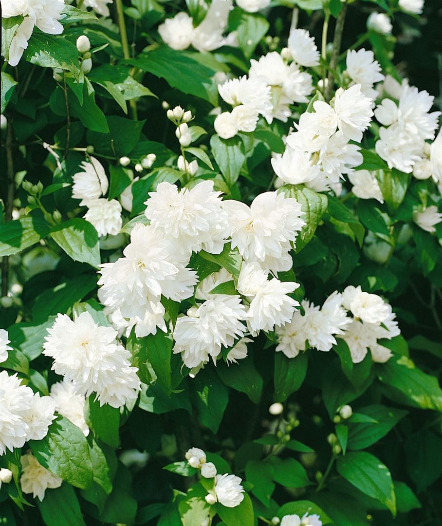 Pflanzen für Dich Gehölze Philadelphus Schneesturm, 1 St., Duftjasmin, Pfeifenstrauch