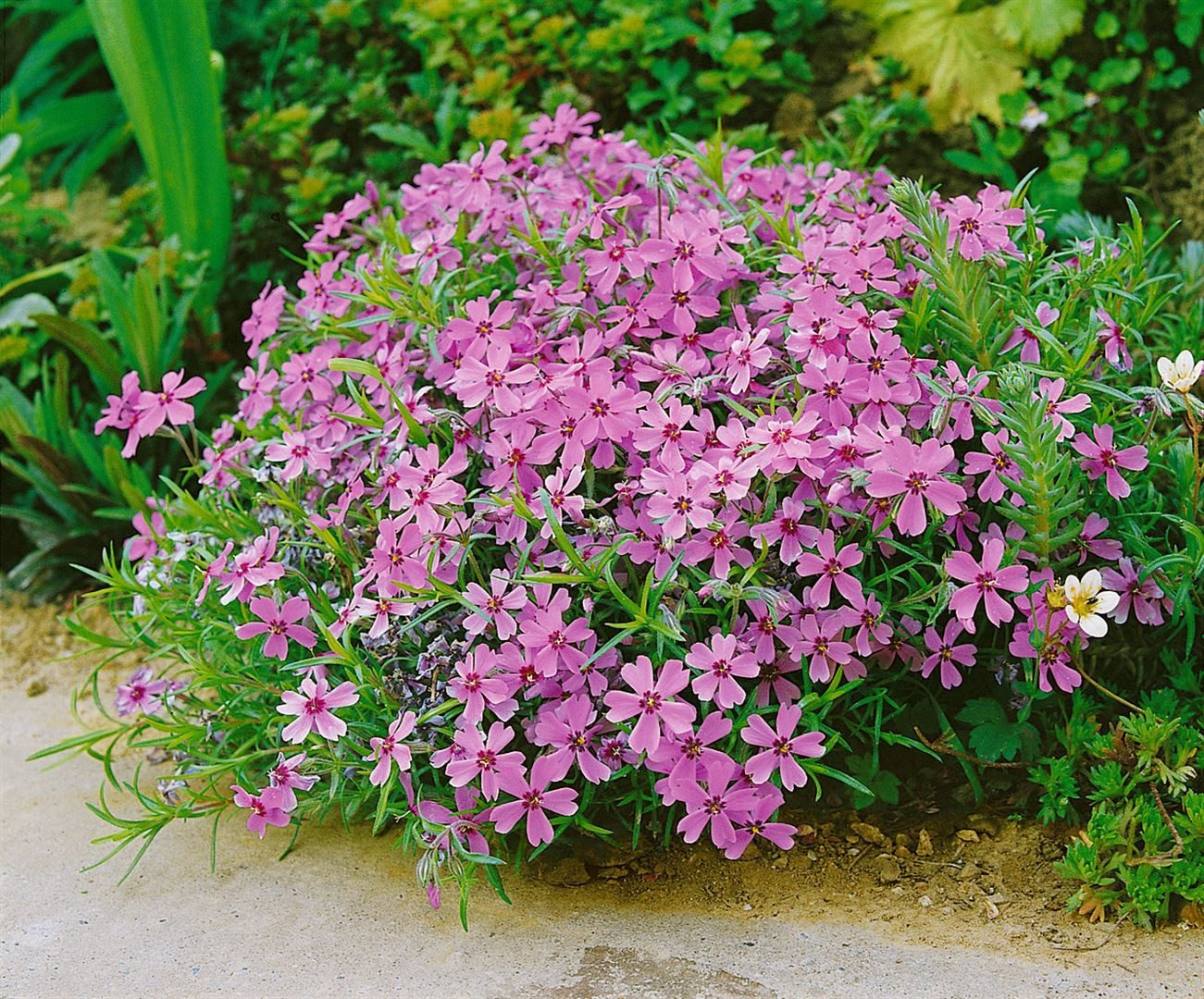 Pflanzen für Dich Bodendecker Phlox subulata Moerheimii, 1 St., Polster-Phlox, Teppich-Phlox, Moos-Phlox, weißblühend, teppichbildend