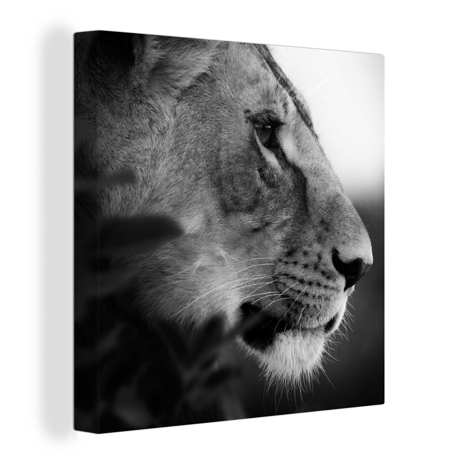 OneMillionCanvasses® Leinwandbild Löwe - Wilde Tiere - Dschungel - Schwarz - Weiß, (1 St), Leinwand Bilder für Wohnzimmer Schlafzimmer