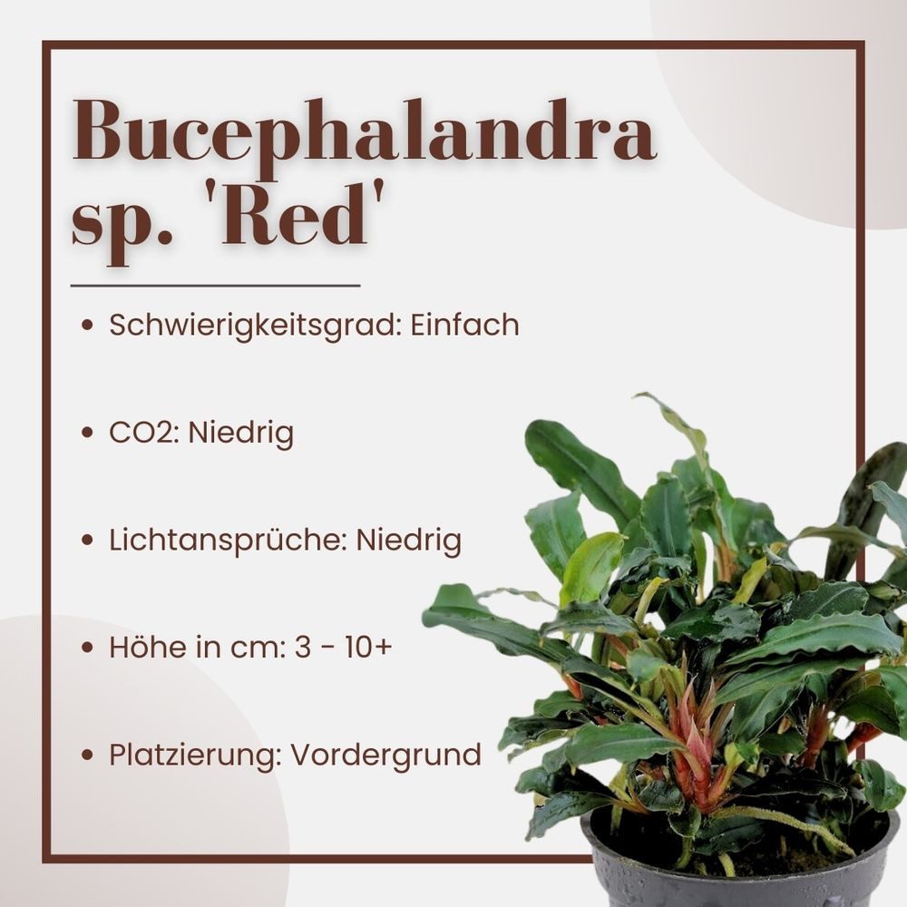 Aquaone Wasserpflanze Aquarium Pflanze Bucephalandra sp. 'Red' Nr.339A – Bild 2 von 5
